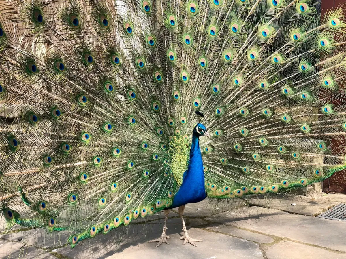 Śląski Ogród Zoologiczny